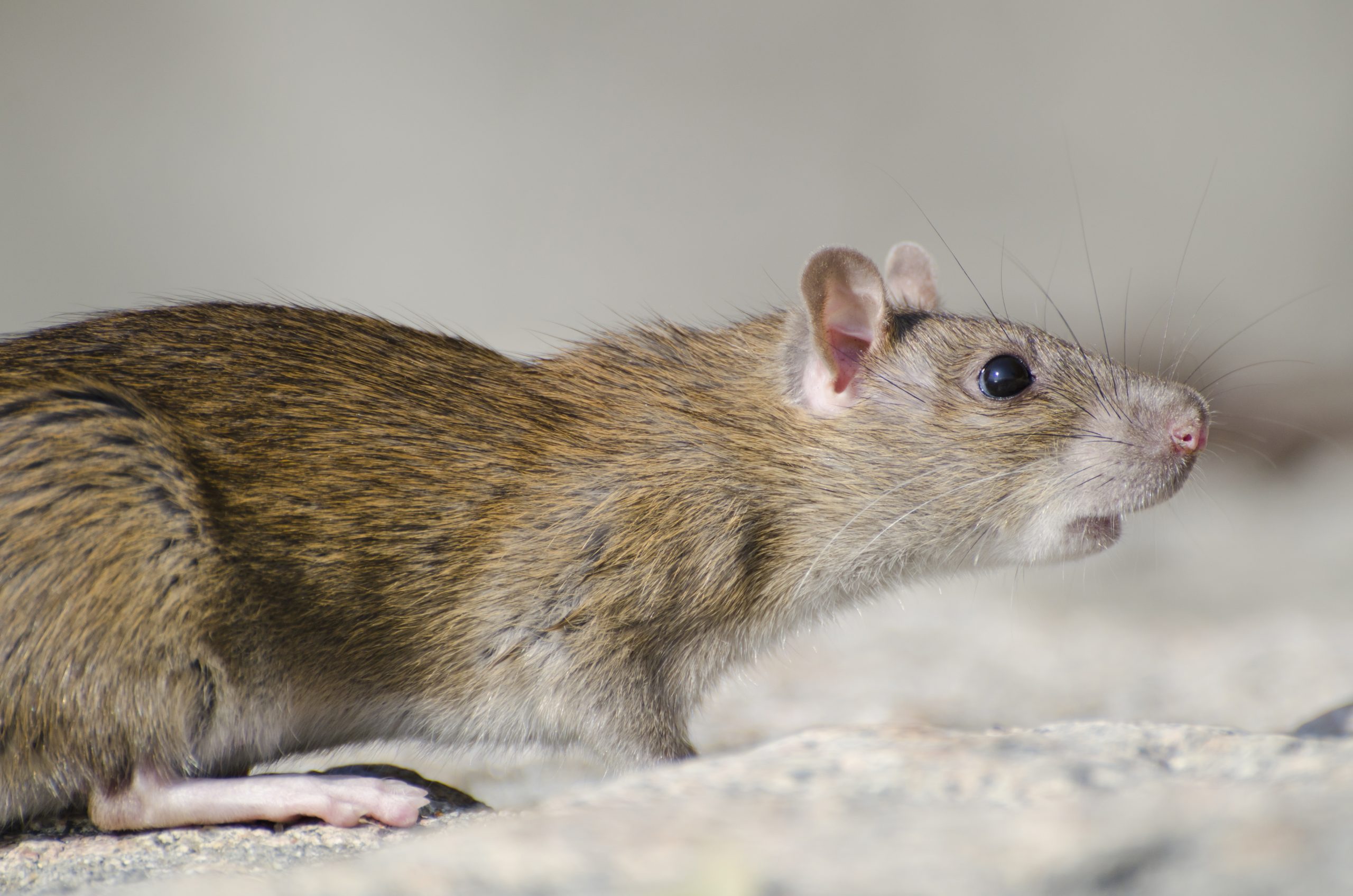 eliminación urgente de deplagas de ratas en madrid 